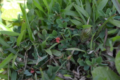 Indigofera prostrata